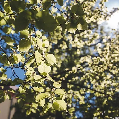 Gerbermuehle מלון פרנקפורט